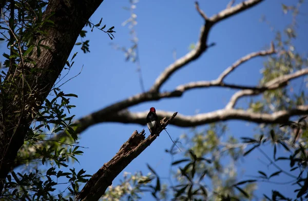 Dos Pic Tête Rouge Melanerpes Erythrocephalus Regardant Autour Membre Cassé — Photo