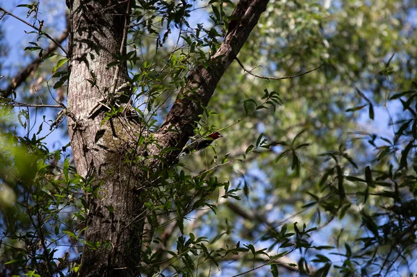 Цікавий Дорослий Рудий Лісоруб Melanerpes Erythrocephalus Озирається Окуня Стовбурі Дерева — стокове фото
