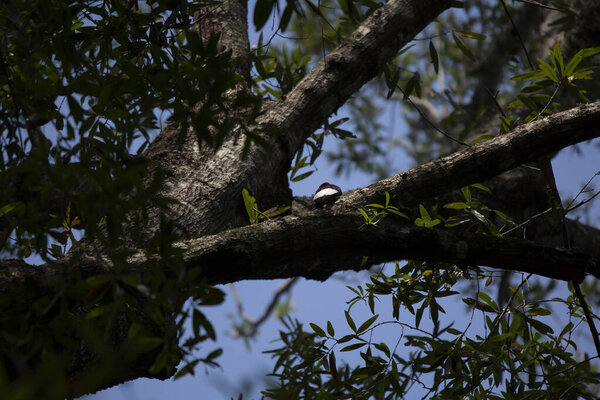 Взрослый рыжий дятел (Melanerpes erythrocephalus), обращённый лицом к ветви дерева