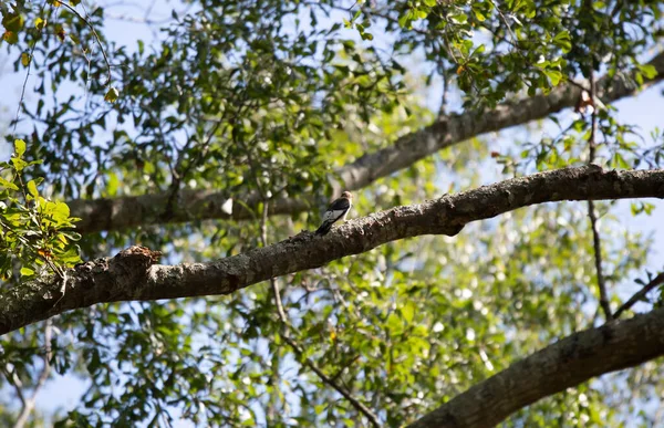 Pic Tête Rouge Melanerpes Erythrocephalus Immature Sur Une Branche Arbre — Photo