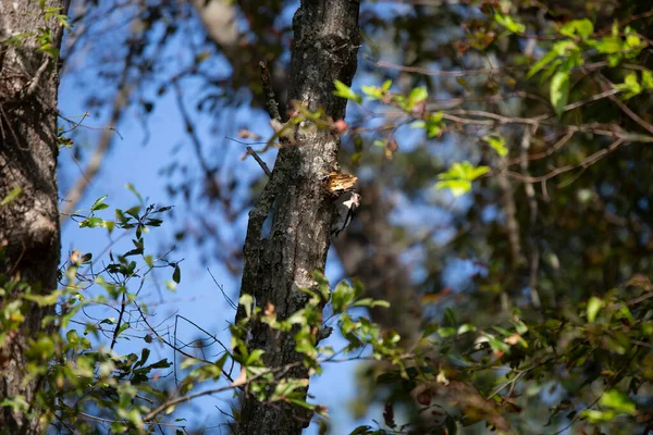 Omogen Rödhårig Hackspett Melanerpes Erythrocephalus Som Födosöker Efter Föda — Stockfoto