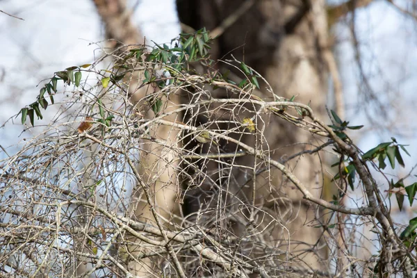 Röd Fläck Rubinkrönt Kinglet Regulus Calendula Som Visar Från Fågelabborren — Stockfoto