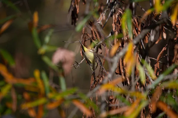 Orange Crowned Warbler Vermivora Celata Foraging Dying Leaves — Stock Photo, Image