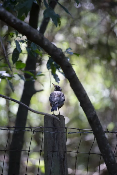 Любопытный Американский Малиновка Turdus Migratorius Смотрит Вверх Своего Окуня Столб — стоковое фото