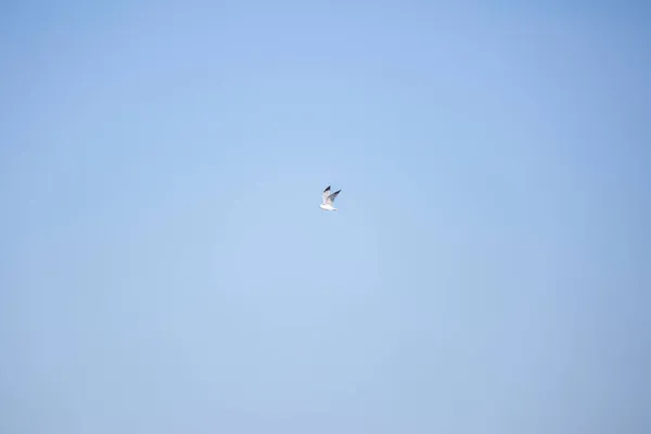 Tek Halka Gagalı Martı Larus Delawarensis Mavi Gökyüzünde Uçuyor — Stok fotoğraf