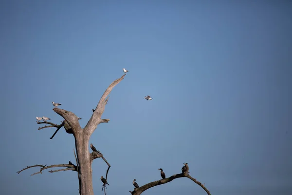 Racek Bělohlavý Larus Delawarensis Letí Stromu Kde Usazena Kolonie Racků — Stock fotografie