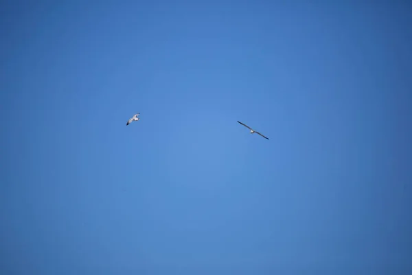 Par Ringfakturerade Måsar Larus Delawarensis Cirkla Blå Himmel — Stockfoto