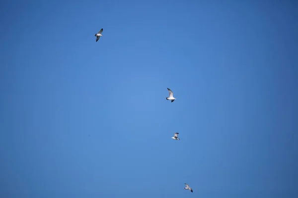 Flock Ring Billed Gulls Larus Delawarensis Flying Away Blue Sky — Stock Photo, Image