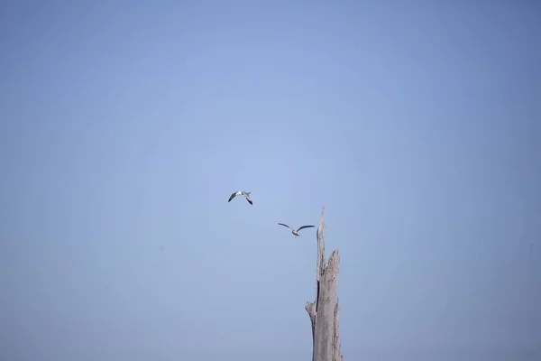 Par Ringfakturerade Måsar Larus Delawarensis Som Flyger Förbi Ett Träd — Stockfoto