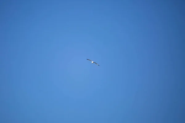 Gaivota Bico Anelado Larus Delawarensis Voando Através Céu Azul — Fotografia de Stock