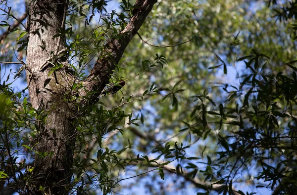 Pájaro Carpintero Cabeza Roja Adulto Melanerpes Erythrocephalus Alimentándose Tronco Árbol —  Fotos de Stock