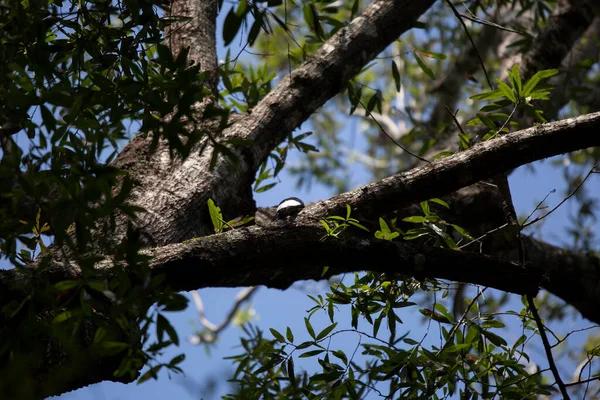 Curioso Pájaro Carpintero Pelirrojo Melanerpes Erythrocephalus Mirando Hacia Lado —  Fotos de Stock