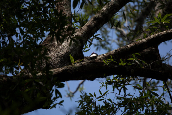 Взрослый рыжий дятел (Melanerpes erythrocephalus), обращённый лицом к ветви дерева
