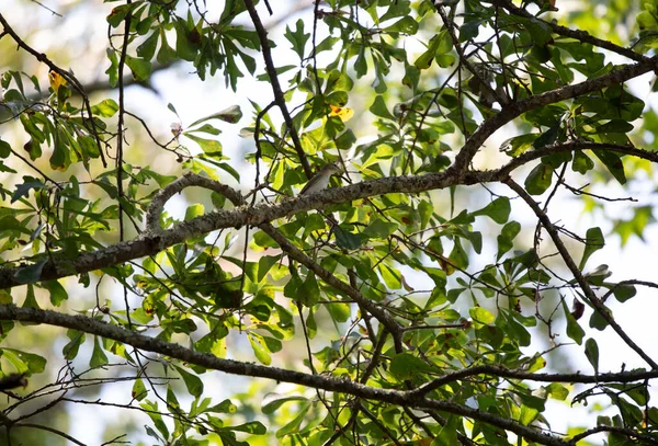 Ερυθρομάτης Vireo Olivaceus Σκαρφαλωμένος Κλαδί Δέντρου — Φωτογραφία Αρχείου