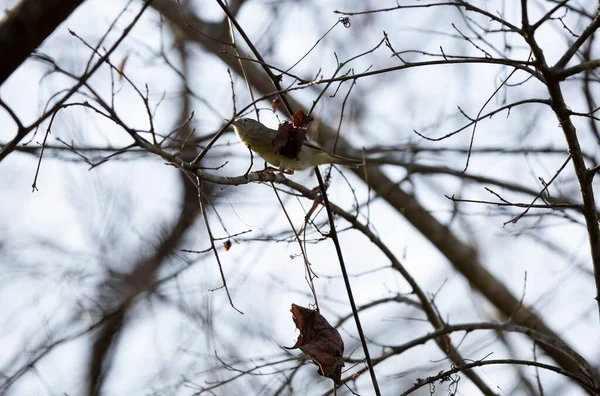 Orange Crowned Warbler Vermivora Celata Take Tree Branch Winter Day — Stock Photo, Image