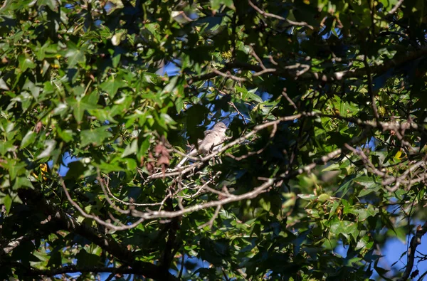 Північне Глузування Птахів Mimus Poslyglotto Кінчику Дерева — стокове фото
