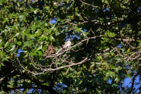 Curioso Ruiseñor Del Norte Mimus Poslyglotto Mirando Alrededor Desde Una —  Fotos de Stock