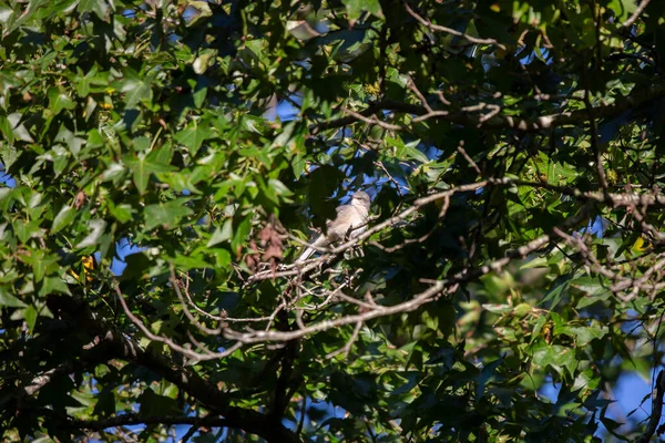 Curious Northern Mockingbird Mimus Poslyglotto Looking Tree Limb — Stock Photo, Image