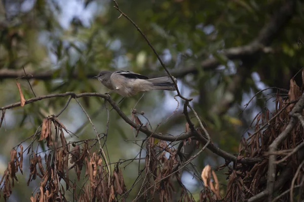 Severní Mockingbird Mimus Poslyglotto Chystá Vzlétnout Mrtvé Větve Stromu — Stock fotografie