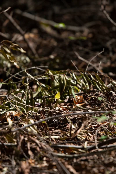 Маленький Жовтий Метелик Eurema Lisa Готується Землі — стокове фото