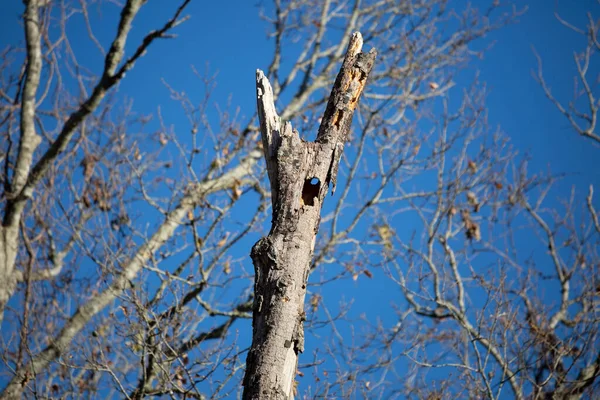 素敵な日に木の幹の穴 — ストック写真