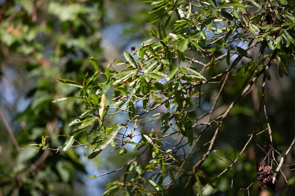 Ağaç Üzerindeki Yeşil Yaprakların Yakın Çekim — Stok fotoğraf