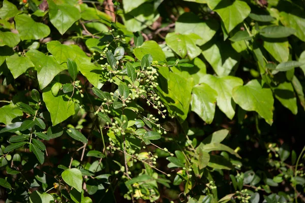 Saaie Groene Bessen Een Struik Met Felgroene Bladeren — Stockfoto