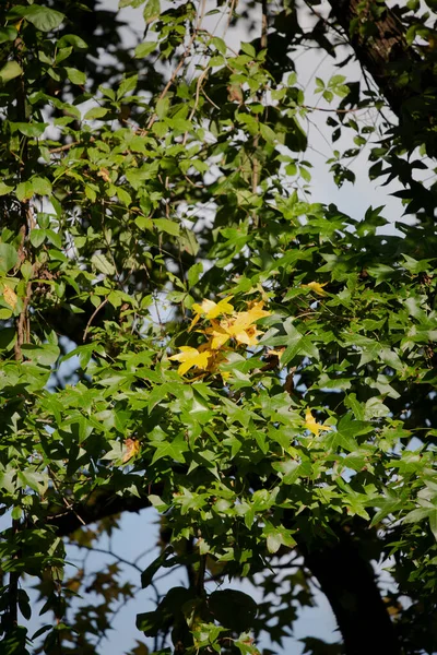 Yellow Patch Leaves Otherwise Green Leaves Autumn Season — Stock Photo, Image