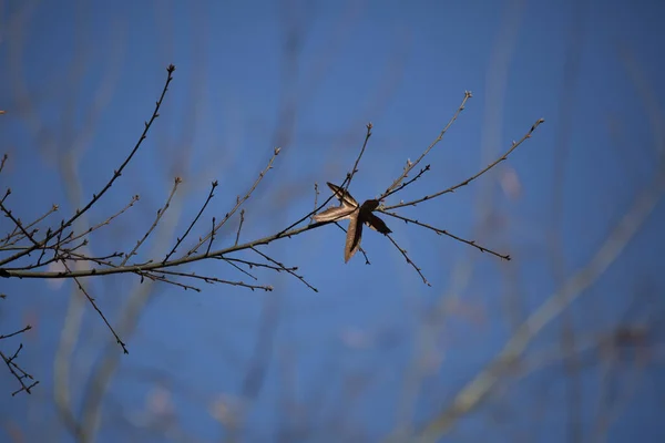 Ein Einzelnes Abgestorbenes Blatt Auf Einem Kahlen Baum Winter — Stockfoto