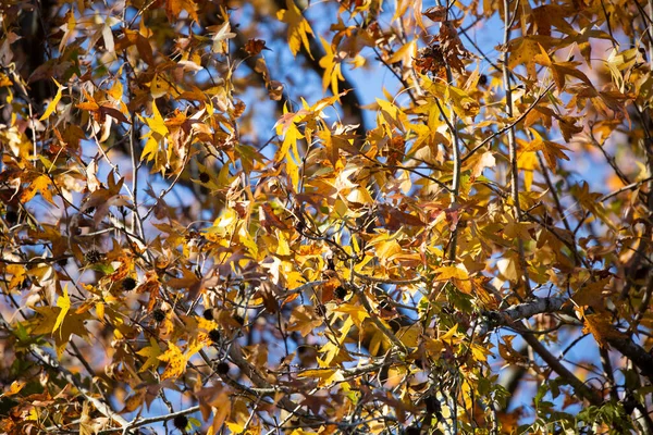 Sonbahar mevsiminde ağaçtaki sarı yapraklar