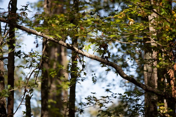 森の中の小さな木の枝に当たる黄金の光 — ストック写真