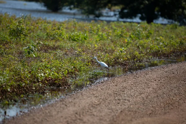 Pequeña Garza Azul Juvenil Ardea Herodias Cazando Comida Largo Una —  Fotos de Stock