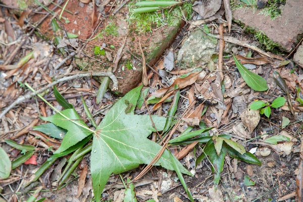 Gesunde Grüne Blätter Boden Der Nähe Roter Ziegel — Stockfoto