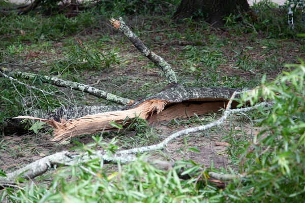 Large Tree Limb Downed Yard Storm — Stock Photo, Image
