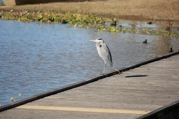 Majestic Young Great Blue Heron Ardea Herodias Wooden Pier — Stock Photo, Image