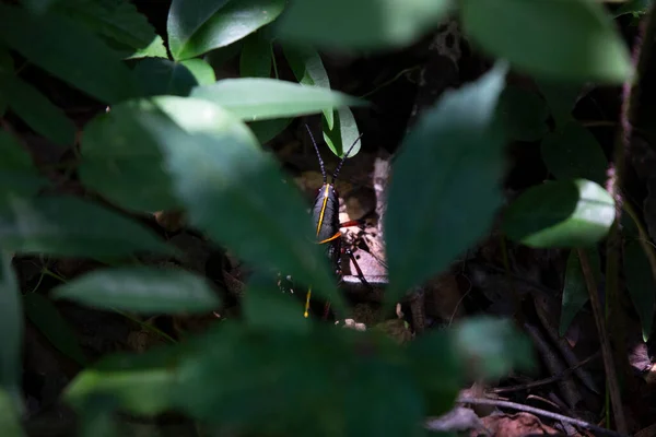 隐藏在绿叶下的东方斑纹蚱蜢 Romalea Guttata — 图库照片