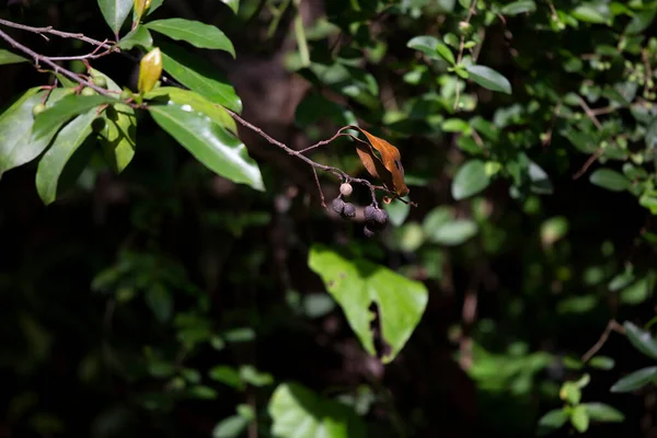 Trockene Schwarze Beeren Einer Pflanze Mit Grünen Blättern — Stockfoto