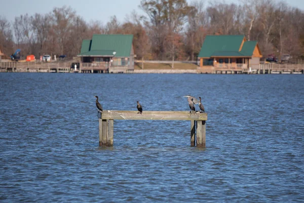 Kéthéjú Kárókatonák Phalacrocorax Auritus Nagy Kék Gém Ardea Herodias Ültettek — Stock Fotó