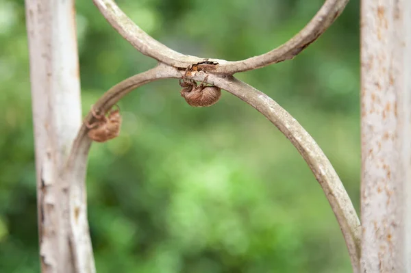 Empty Cicada Cicadoidea Shells Hanging Porch Brace — Stock Photo, Image