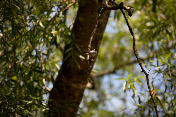 Carolina Chickadee Poecile Carolinensis Bir Ağaç Dalına Bakıyor — Stok fotoğraf