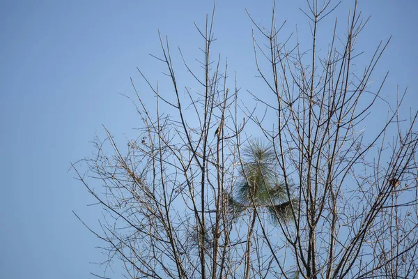 Cedar Waxwing Bombycilla Cedrorum Bir Çam Ağacına Odaklandı — Stok fotoğraf