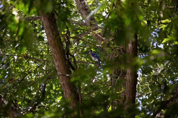 Gaio Azul Curioso Cyanocitta Cristata Olhando Redor Poleiro — Fotografia de Stock