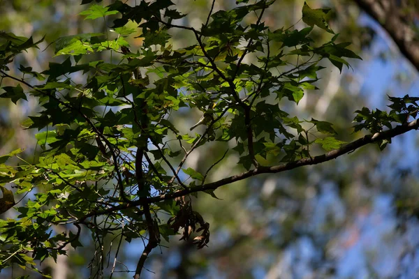 Μαύρο Throated Πράσινο Warbler Setophaga Virens Αναζήτηση Ένα Δέντρο — Φωτογραφία Αρχείου