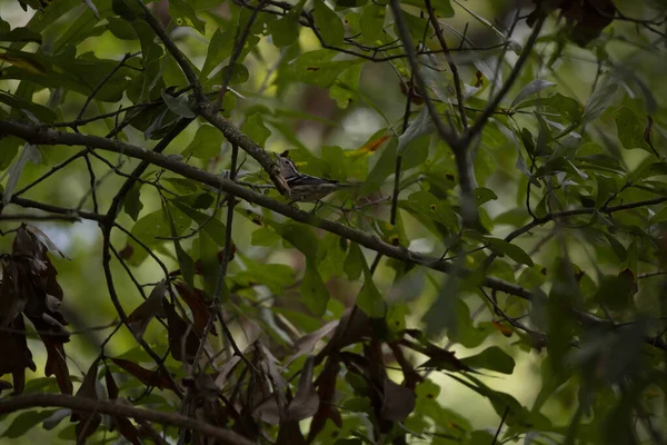 Warbler Preto Branco Mniotilta Varia Carvalho — Fotografia de Stock