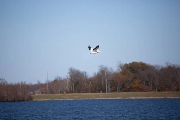 Amerikai Pelikán Pelecanus Erythrorhynchos Felett — Stock Fotó