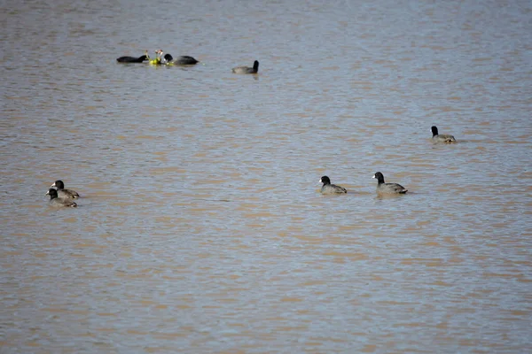 Flock American Coots Fulica Americana Swimming Away Pond — Stock Photo, Image