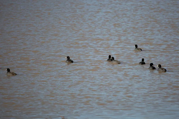 Flock American Coots Fulica Americana Nadando Estanque —  Fotos de Stock