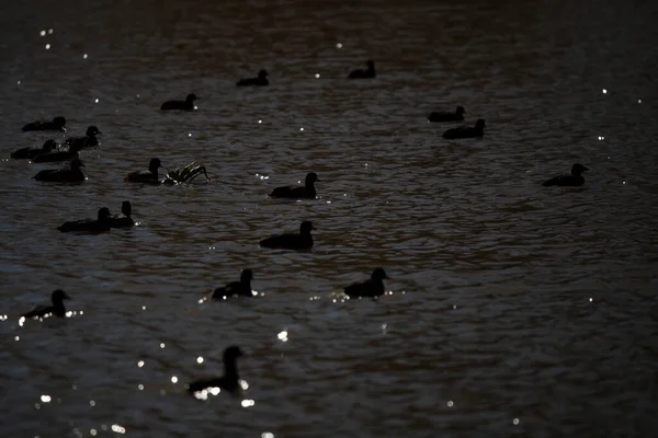 Schwarm Amerikanischer Blässhühner Fulica Americana Schwimmt Über Einen Teich — Stockfoto