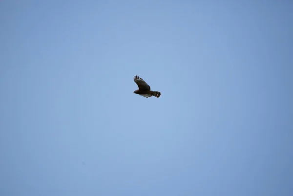 Red Shouldered Hawk Buteo Lineatus Flying High Sky Stock Image