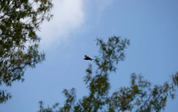 Red Shouldered Hawk Buteo Lineatus Flight Tree — Stock Photo, Image